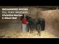 Endangered species conversation with fell pony breeders christine morton  alison bell