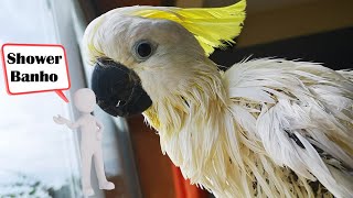 NIGEL THE COCKATOO TOOK A SHOWER  - A CACATUA TOMOU UM DUCHE by NIGEL, THE COCKATOO and family 58 views 2 years ago 17 minutes