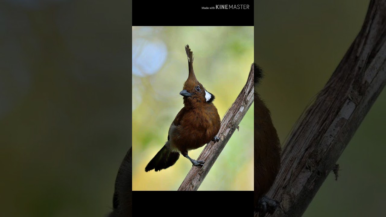 Burung Cililin 