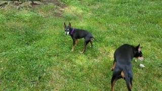 Toy and Standard Manchester Terriers