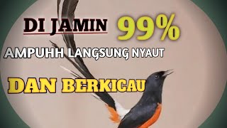 Download Lagu SUARA PIKAT BURUNG MURAI BATU SUPER AMPUH, MP3