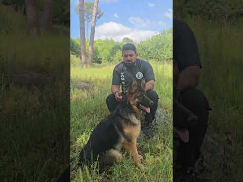 كيف بعرف إذا كلب اصلي  كلاب   