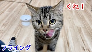 プレミアム猫缶への要求がすごすぎてフライングしてしまった猫w