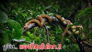 งูพิษที่มีราคาแพงที่สุดในโลก#งู #งูพิษ #สัตว์ต่างๆ