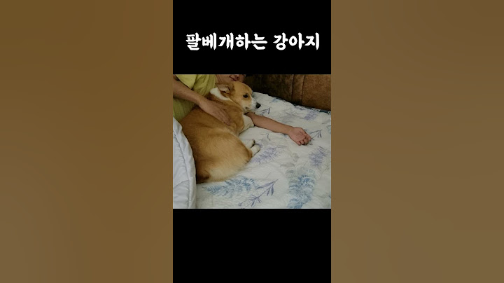 강아지 키우면 좋은점  /  Good things about having a dog