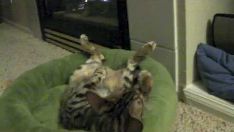 Watch the video about Asia the bengal kitten enjoying life