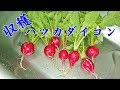 2018 ハツカダイコン栽培 収穫 Radish harvest