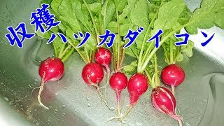 2018 ハツカダイコン栽培 収穫 Radish harvest