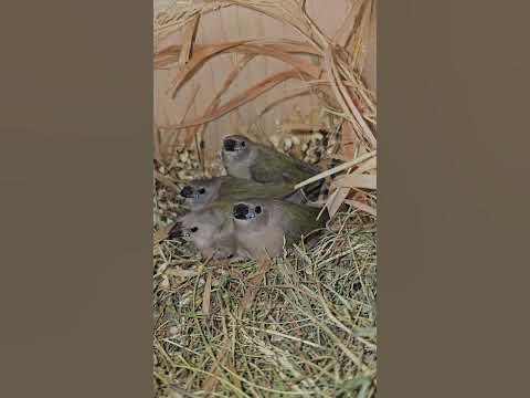 амадины гульда- ожидаем вылет из гнезда #amadina #gouldianfinch # ...