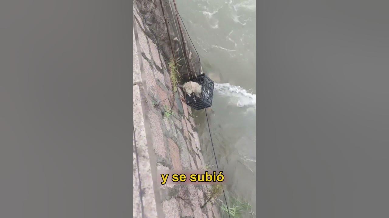 Salvan a Perrito de Caer al Rio YouTube