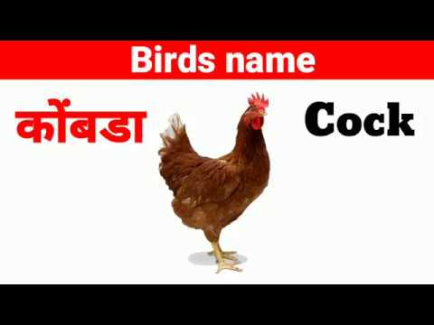 Birds name in marathi and english । - YouTube
