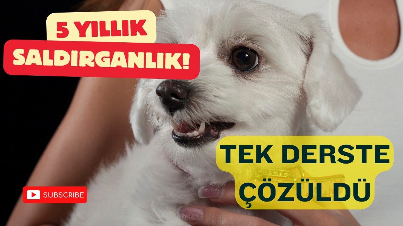 5 Yıldır Agresif Olan Sahiplerini Isıran, Maltese Terrier'ı Tek Derste Eğittim.Hızlı ve Etkili Çözüm