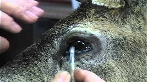 T.H. Taxidermy Deer Mount Finish Work (Part 1) Cass City Michigan