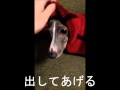 着る毛布グルーニー着る犬。