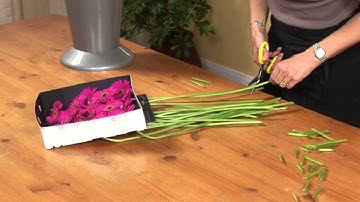 How to Look after your Gerbera or Germini | Triangle Nursery
