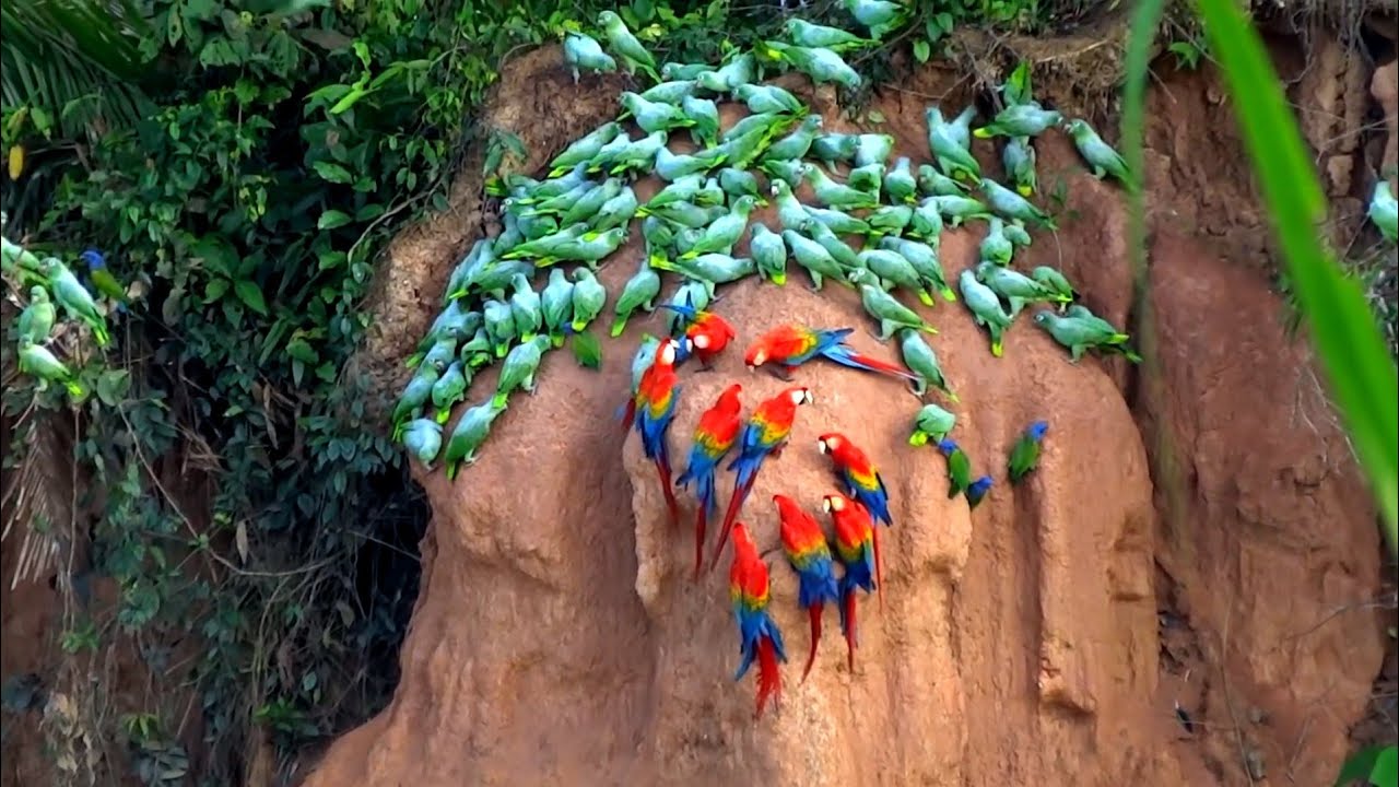 Sungguh Mempesona!! Beginilah Kehidupan Ribuan Burung Macaw di Habitat Aslinya