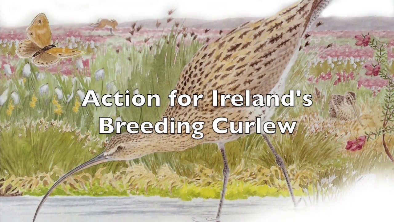 Action for Ireland's Breeding Curlew YouTube