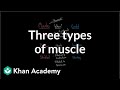 Three types of muscle | Circulatory system physiology | NCLEX-RN | Khan Academy