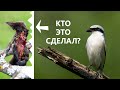 Самая маленькая хищная птица. Сорокопут-жулан - охотник с крючком на клюве