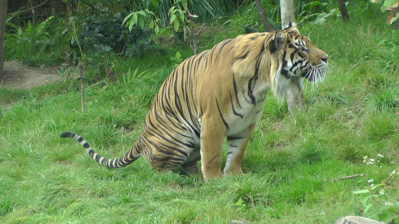 ZSL London Zoo Feeding time at Tiger Territory YouTube