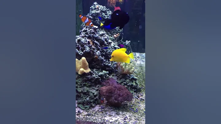 130 Saltwater Reef