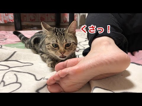 妹の足が臭すぎて散々匂いを嗅いだあげく舐めまくる猫w