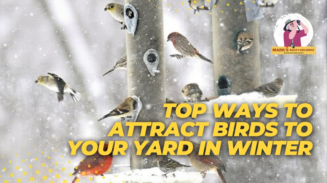 Top Tips for Attracting Birds to Your Yard in Winter - YouTube