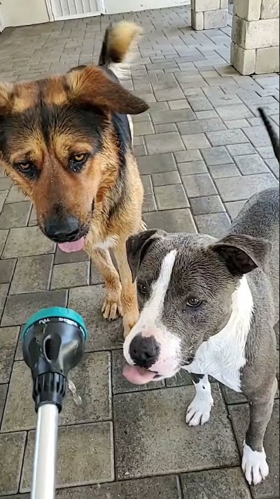 Cute Dogs Playing with Hose - Funny Dog Videos 🐾