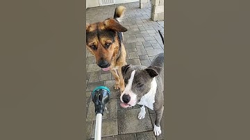 Thumbnail of Cute Dogs Playing with Hose - Funny Dog Videos 🐾