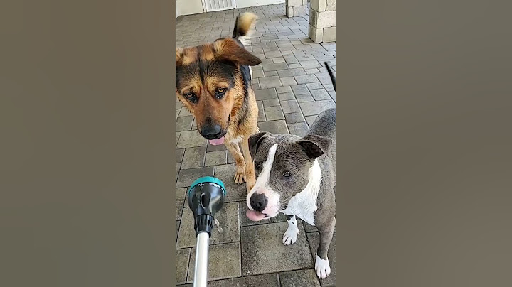 Cute Dogs Playing with Hose - Funny Dog Videos 🐾
