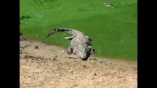 Madras Crocodile Bank Trust (Reptile Park) - Chennai, India