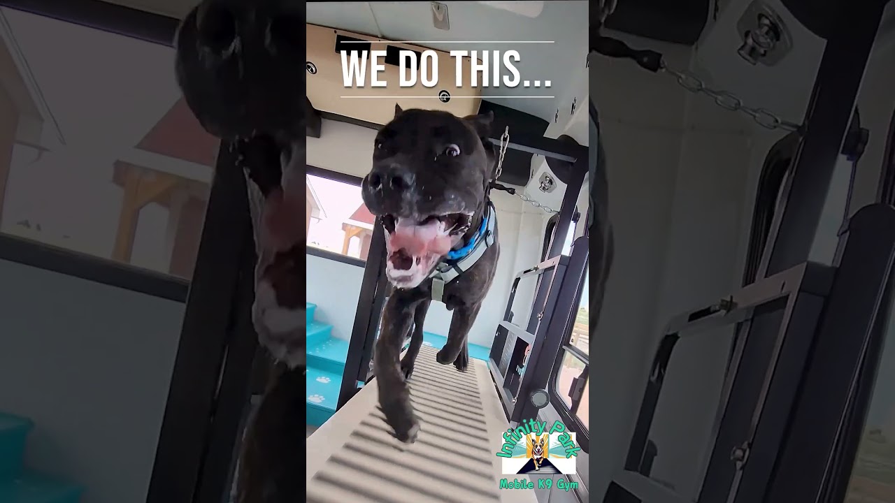 Regular exercise makes for good dogs! Schedule your free trial at InfinityParkPets.com!! 