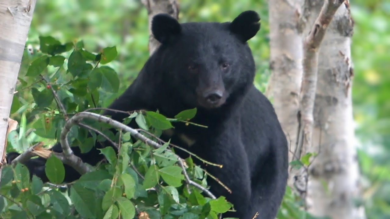 MOON BEAR 】☆ Bear eating nuts ☆ ～ Niigata , Nagano ～ - YouTube