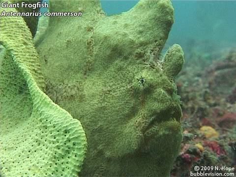 Diving the Lembeh Strait