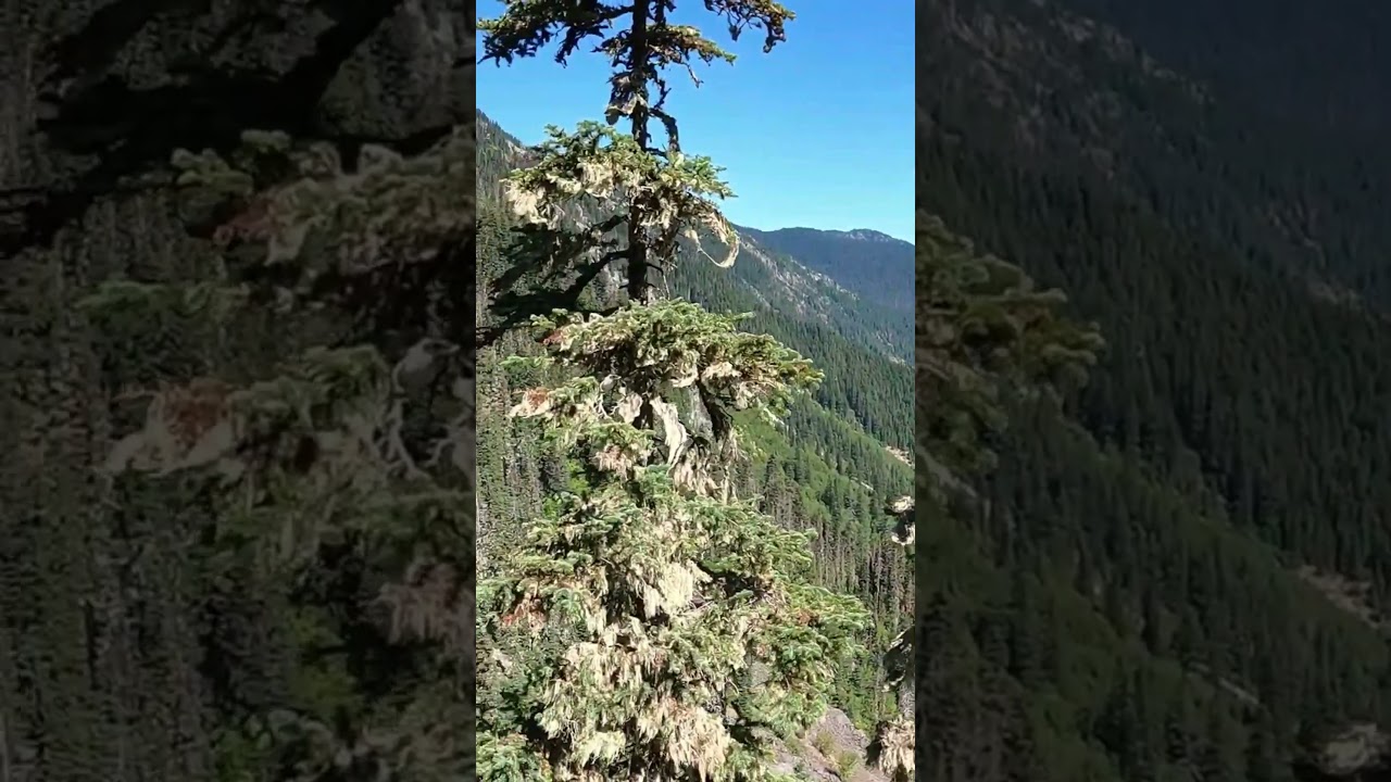 Goat Ridge Hike | Chilliwack