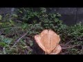 ヤマゼン電気チェンソーで庭の樹木を伐採