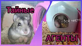 Близняшки 🐹 Pets