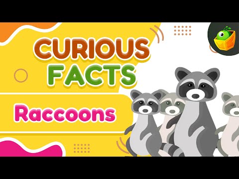Raccoons - Fun Games and Clever Tricks - Raccoon Puzzles and Playtime: Discover How They Think - Fun