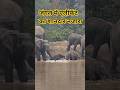 जंगल में हाथियों का पूरा परिवार पानी में नहाता हुआ | Amazing Elephant Herd in Jungle Safari#elephant