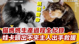 感動貓媽媽生產過程全紀錄 娃一度卡頭出不來主人出手救援三立新聞網 SETN.com