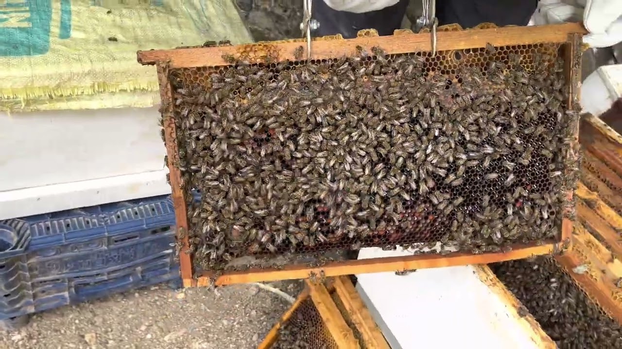 Yeni bir Haftada Kovan Kontrolü Yaptık.  #Bölüm- 5arı #arıcılık#oğul #bal #bey #karakovan #dağ