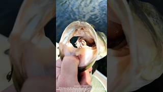 When Evolution Gets Creative 🐟😂#weirdfish #funnyanimals #fish #fishlover #viral