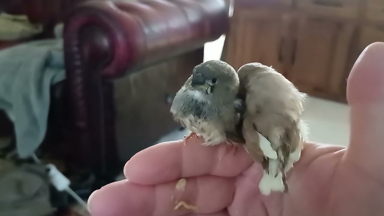 Видеоблог о попугайчиках №42: Новости о птенце зебровой амадины