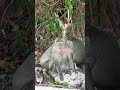 #monkey #shorts