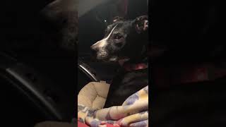 Dot And Me Looking For Lost Cow We Didnt Find