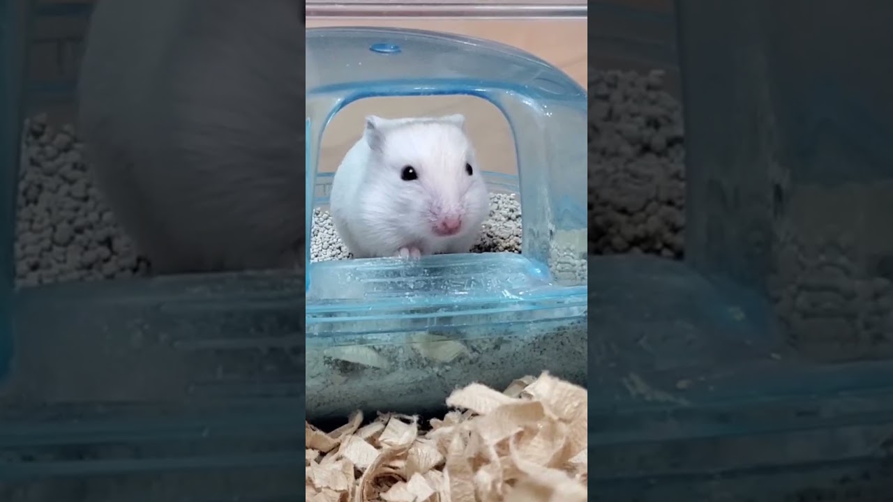ハムスターの赤ちゃん 開眼 生後11 12日 Shorts ハムスター ジャンガリアン ハムスター赤ちゃん Youtube
