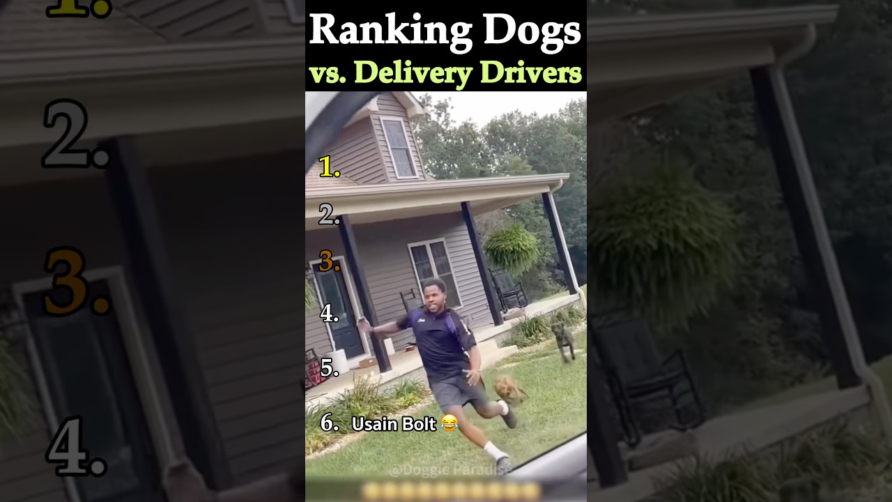 Ranking DOGS vs. DELIVERY DRIVERS 🐶 🚘