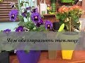 ЧЕМ ОБЕЗЗАРАЗИТЬ ТЕПЛИЦУ? Дачные сезоны Марины Рыкалиной 14.04.18