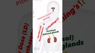 Low Dose Dexamethasone Suppression Test - Quick Overview