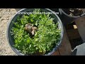 How To Grow Jicama,  Asparagus, Sweet Potatoes, and Wildflowers. Plus, Sunsets in our Food Forest